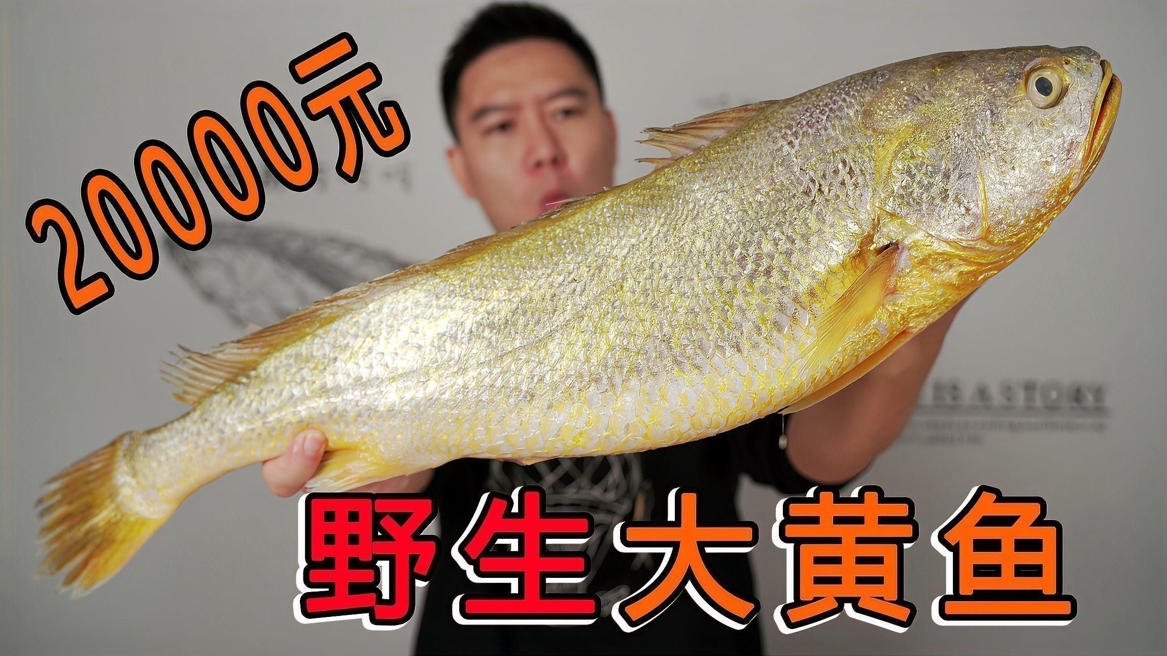 黃龍魚大概多少錢一只圖片