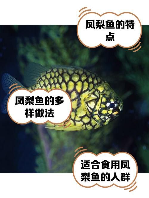推薦一些適合與龍魚混養的底層魚