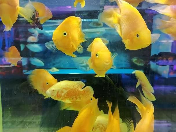 推薦一些適合與龍魚混養的底層魚