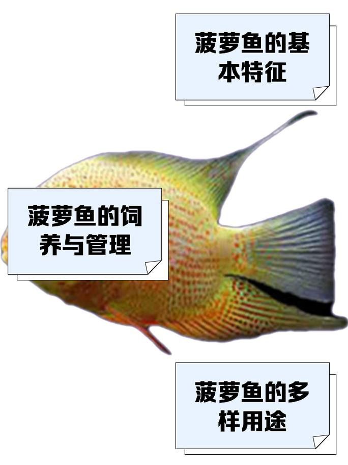推薦一些適合與龍魚混養的底層魚