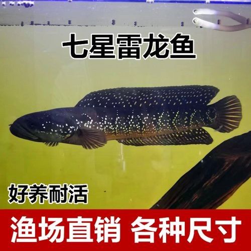錦鯉和雷龍魚能混養(yǎng)嗎圖片