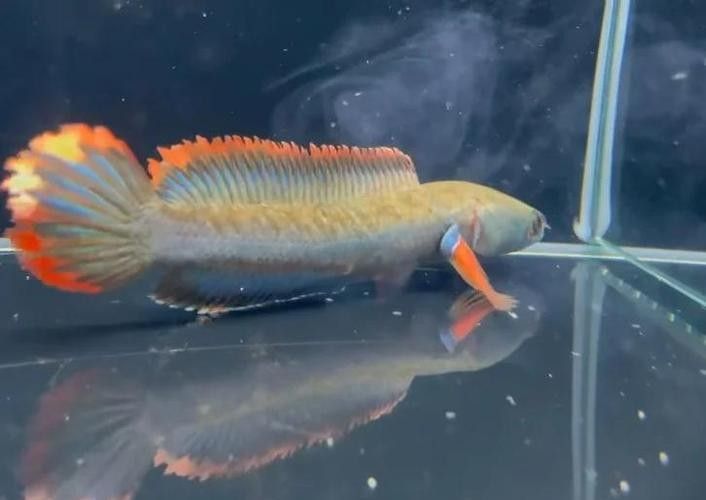 錦鯉和雷龍魚能混養(yǎng)嗎圖片