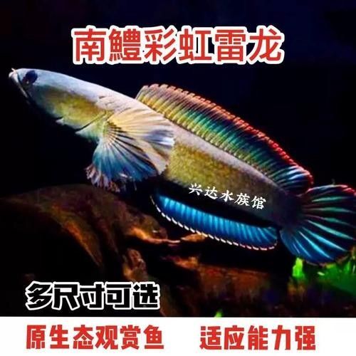錦鯉和雷龍魚能混養(yǎng)嗎圖片
