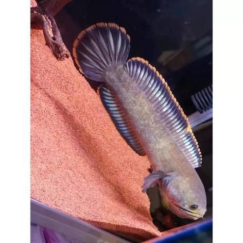 錦鯉和雷龍魚能混養(yǎng)嗎圖片