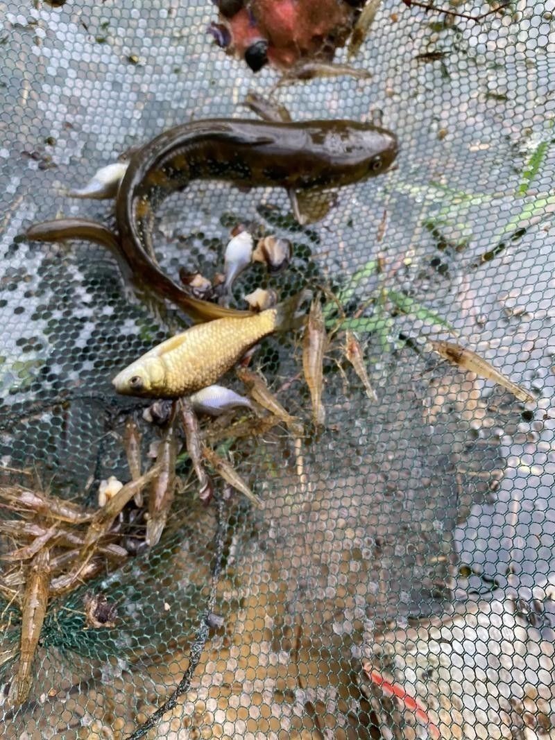 錦鯉和雷龍魚能混養(yǎng)嗎圖片