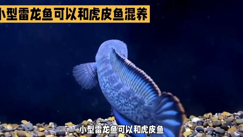 錦鯉和雷龍魚能混養(yǎng)嗎圖片
