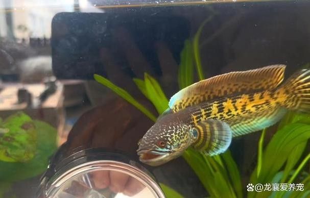 錦鯉和雷龍魚能混養(yǎng)嗎圖片