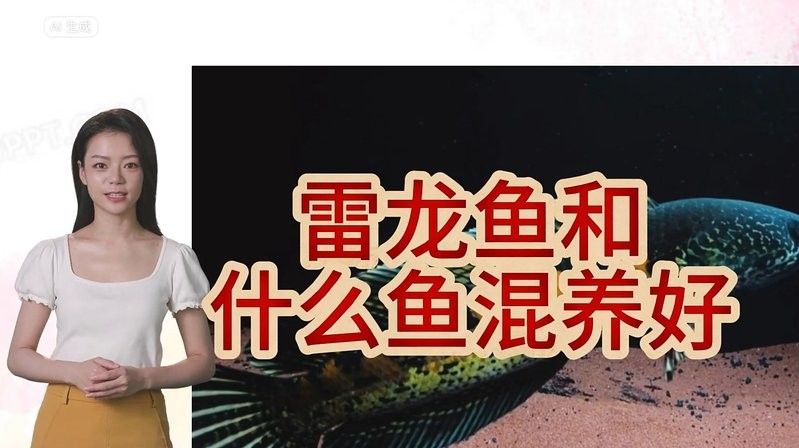 錦鯉和雷龍魚能混養(yǎng)嗎圖片