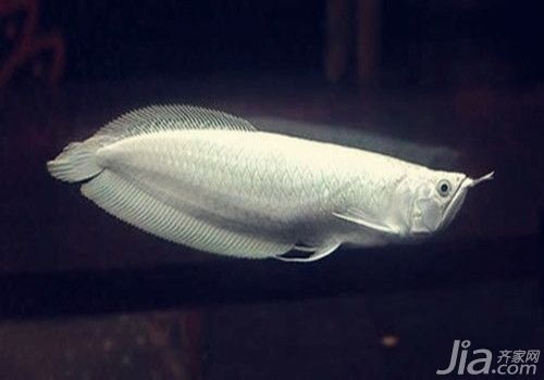 白色銀龍魚，如何鑒別優質銀龍魚 白色銀龍魚，如何鑒別優質銀龍魚 龍魚百科 第1張