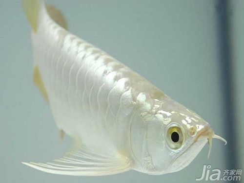 白色銀龍魚，如何鑒別優質銀龍魚 白色銀龍魚，如何鑒別優質銀龍魚 龍魚百科 第4張