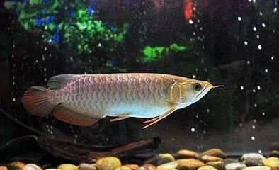 龍魚的生活環境溫度是多少度：關于龍魚的生活環境溫度的具體信息