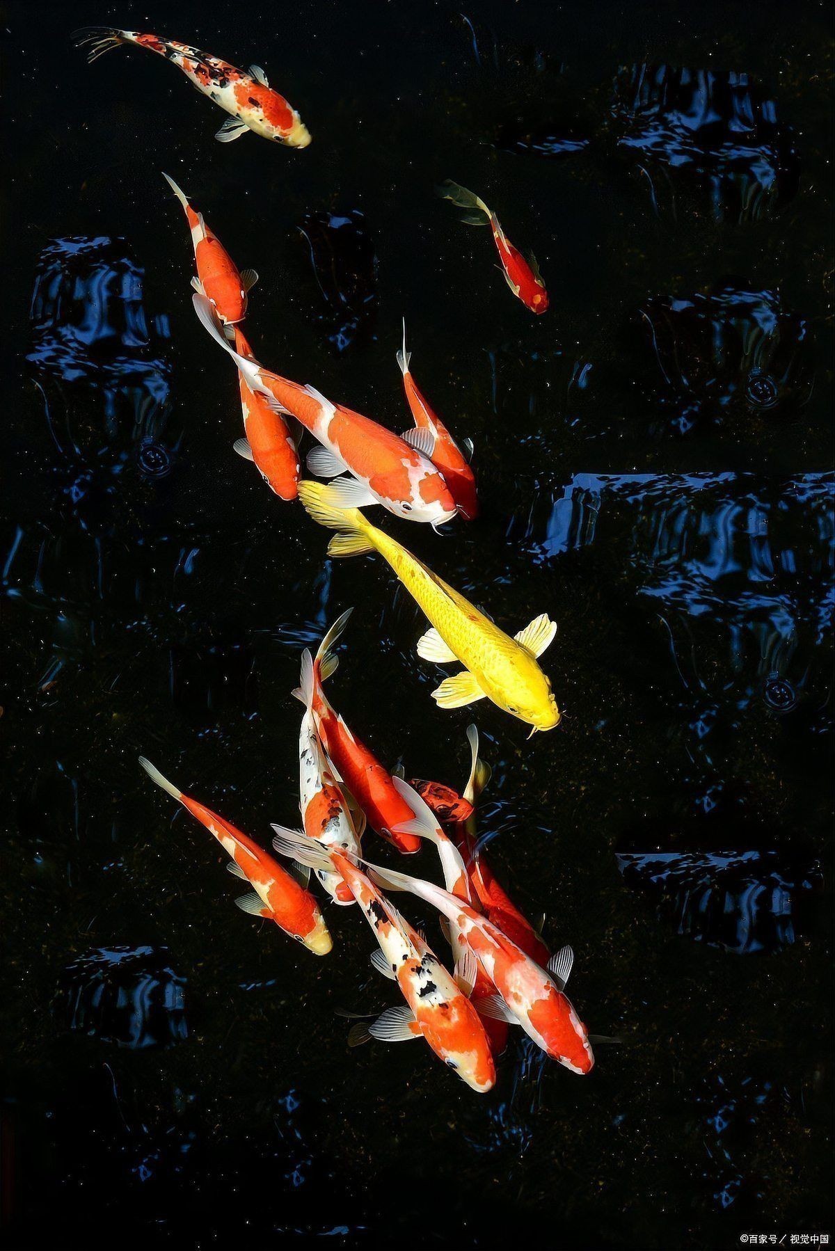 錦鯉為何不能隨便養(yǎng)