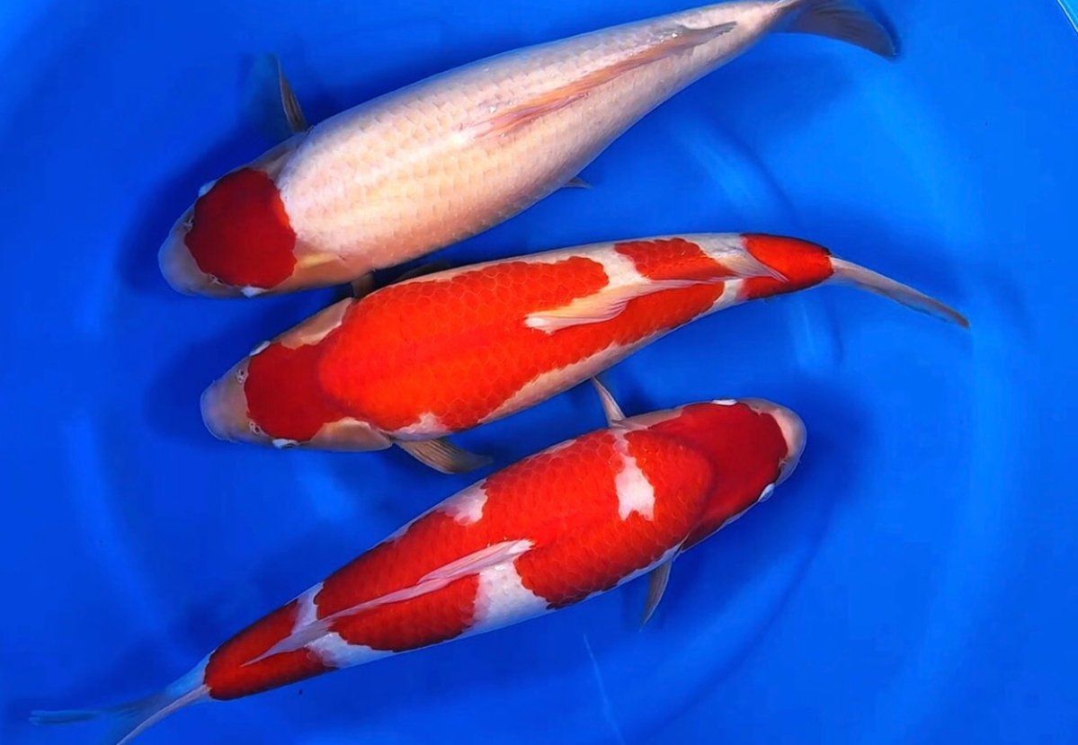 錦鯉為何不能隨便養