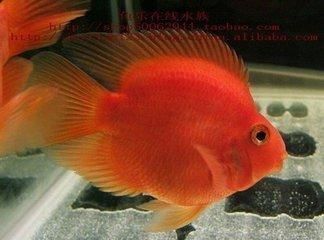 金龍魚和招財魚的區(qū)別：金龍魚和招財魚一起養(yǎng)的魚招財魚不能一起養(yǎng)，不能一起養(yǎng) 金龍魚和招財魚的區(qū)別：金龍魚和招財魚一起養(yǎng)的魚招財魚不能一起養(yǎng)，不能一起養(yǎng) 龍魚百科 第3張