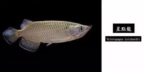 上千萬級別的龍魚品種，亞洲龍魚是最受歡迎的一種：上千萬級別的龍魚品種
