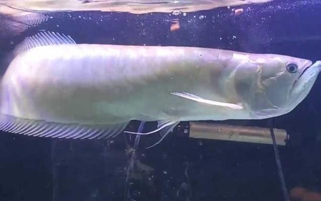 銀龍魚發(fā)色過程圖片大全高清