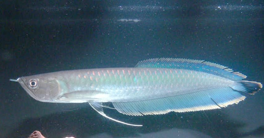 銀龍魚發(fā)色過程圖片大全高清
