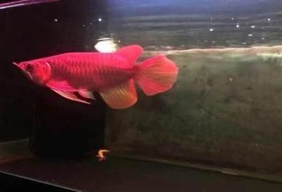 龍魚魚缸背景圖片下載軟件大全：龍魚魚缸背景圖片下載軟件 龍魚魚缸背景圖片下載軟件大全：龍魚魚缸背景圖片下載軟件 龍魚百科 第4張