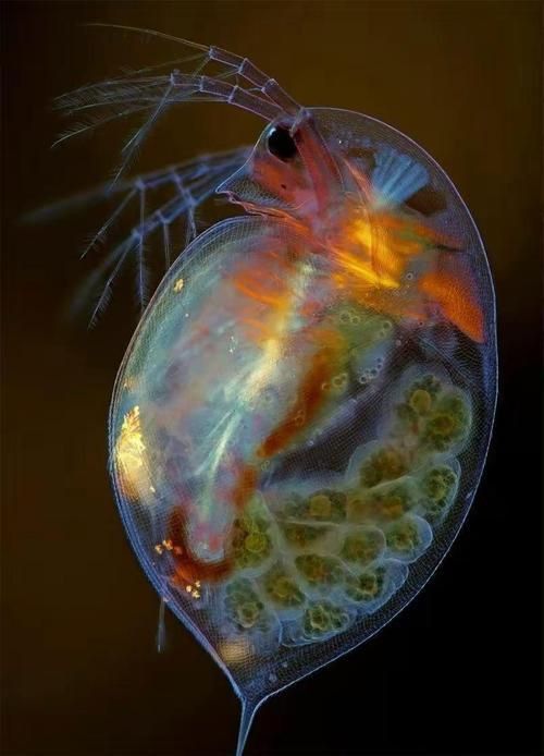 龍魚土霉素用法用量（使用土霉素治療龍魚腸炎時） 龍魚土霉素用法用量（使用土霉素治療龍魚腸炎時） 龍魚百科 第4張