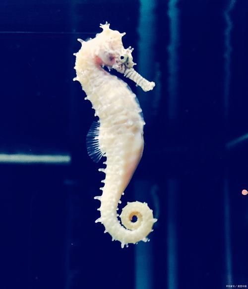 龍魚土霉素用法用量（使用土霉素治療龍魚腸炎時） 龍魚土霉素用法用量（使用土霉素治療龍魚腸炎時） 龍魚百科 第7張