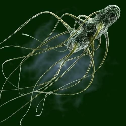 龍魚土霉素用法用量（使用土霉素治療龍魚腸炎時） 龍魚土霉素用法用量（使用土霉素治療龍魚腸炎時） 龍魚百科 第3張