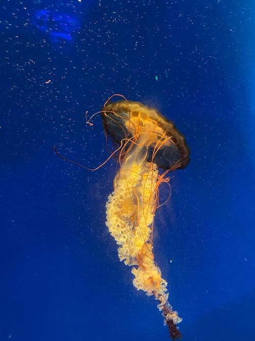 龍魚土霉素用法用量（使用土霉素治療龍魚腸炎時） 龍魚土霉素用法用量（使用土霉素治療龍魚腸炎時） 龍魚百科 第12張