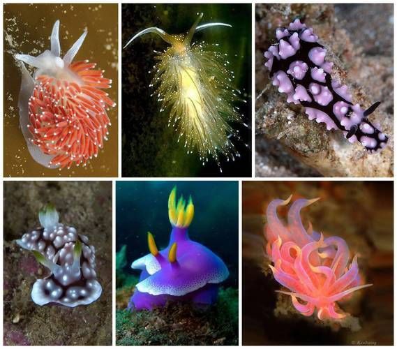 龍魚土霉素用法用量（使用土霉素治療龍魚腸炎時） 龍魚土霉素用法用量（使用土霉素治療龍魚腸炎時） 龍魚百科 第9張