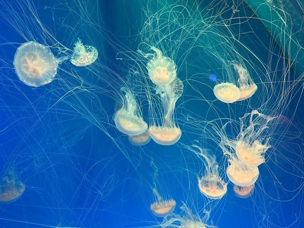 龍魚土霉素用法用量（使用土霉素治療龍魚腸炎時） 龍魚土霉素用法用量（使用土霉素治療龍魚腸炎時） 龍魚百科 第15張