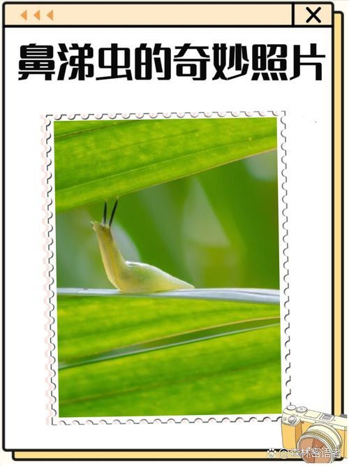 龍魚土霉素用法用量（使用土霉素治療龍魚腸炎時） 龍魚土霉素用法用量（使用土霉素治療龍魚腸炎時） 龍魚百科 第13張