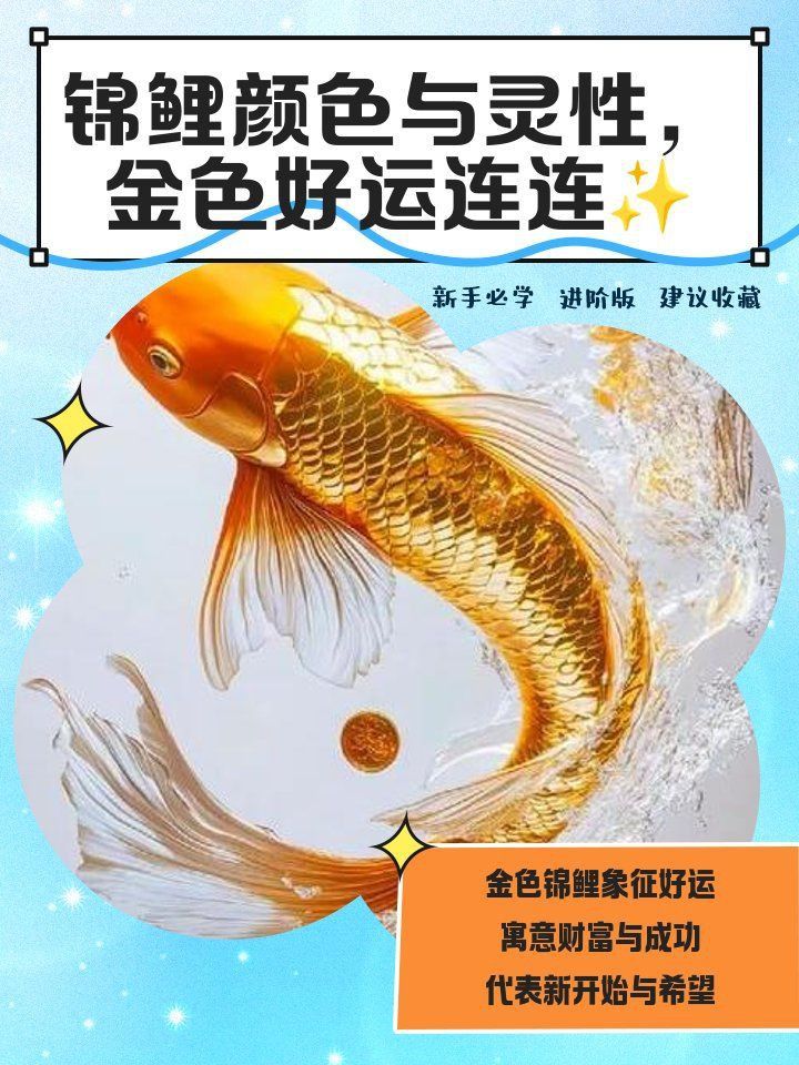 錦鯉靈性最強的三個顏色 龍魚百科 第1張 錦鯉靈性最強的三個顏色 錦鯉靈性最強的三個顏色 龍魚百科 第1張