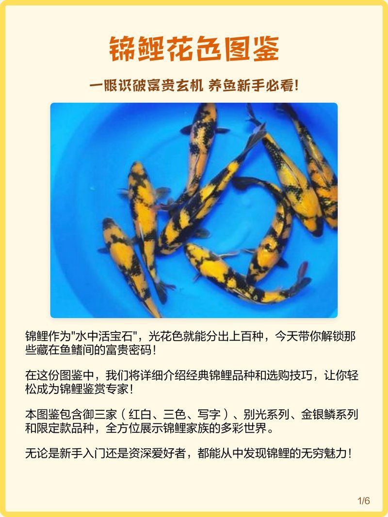 錦鯉靈性最強的三個顏色 龍魚百科 第7張 錦鯉靈性最強的三個顏色 錦鯉靈性最強的三個顏色 龍魚百科 第7張