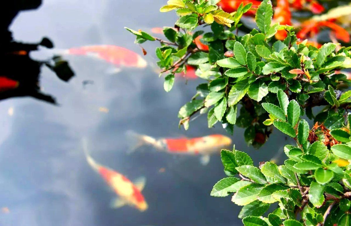 錦鯉靈性最強的三個顏色 龍魚百科 第13張 錦鯉靈性最強的三個顏色 錦鯉靈性最強的三個顏色 龍魚百科 第13張