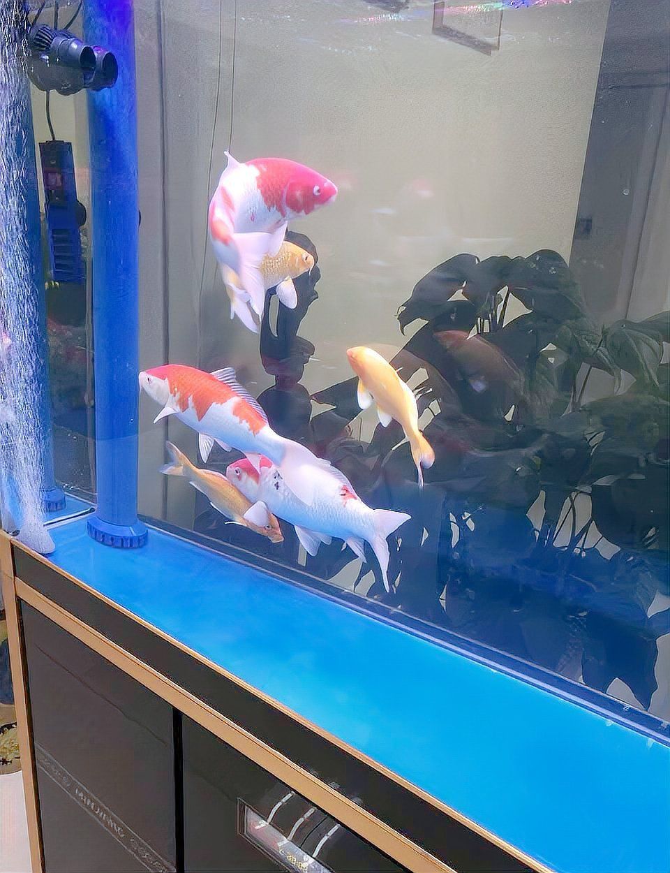 錦鯉靈性最強的三個顏色 龍魚百科 第17張 錦鯉靈性最強的三個顏色 錦鯉靈性最強的三個顏色 龍魚百科 第17張