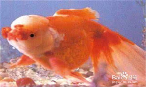 金魚頭頂發(fā)白怎么處理
