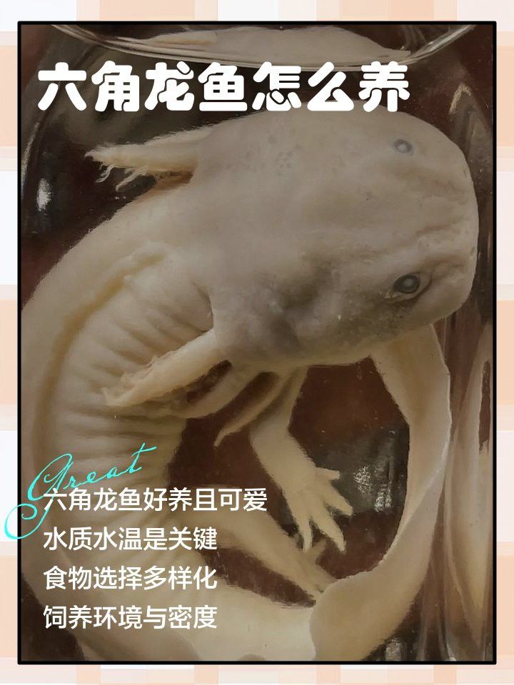 六角龍魚換水后多久適應(yīng)