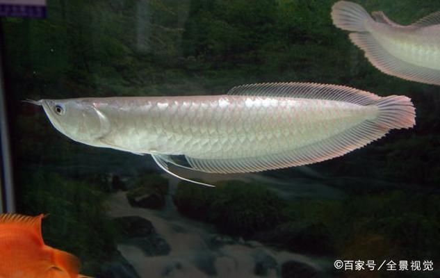 銀龍魚與白子銀版魚的飼養成本對比：銀龍魚與白子銀龍魚的市場價格