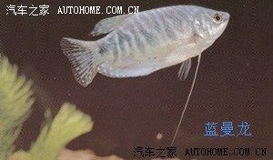 龍魚的水溫大約多少度警察局照片：龍魚適宜生長的水溫范圍是多少