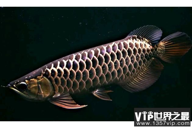 龍魚來源（龍魚的來源與分布）