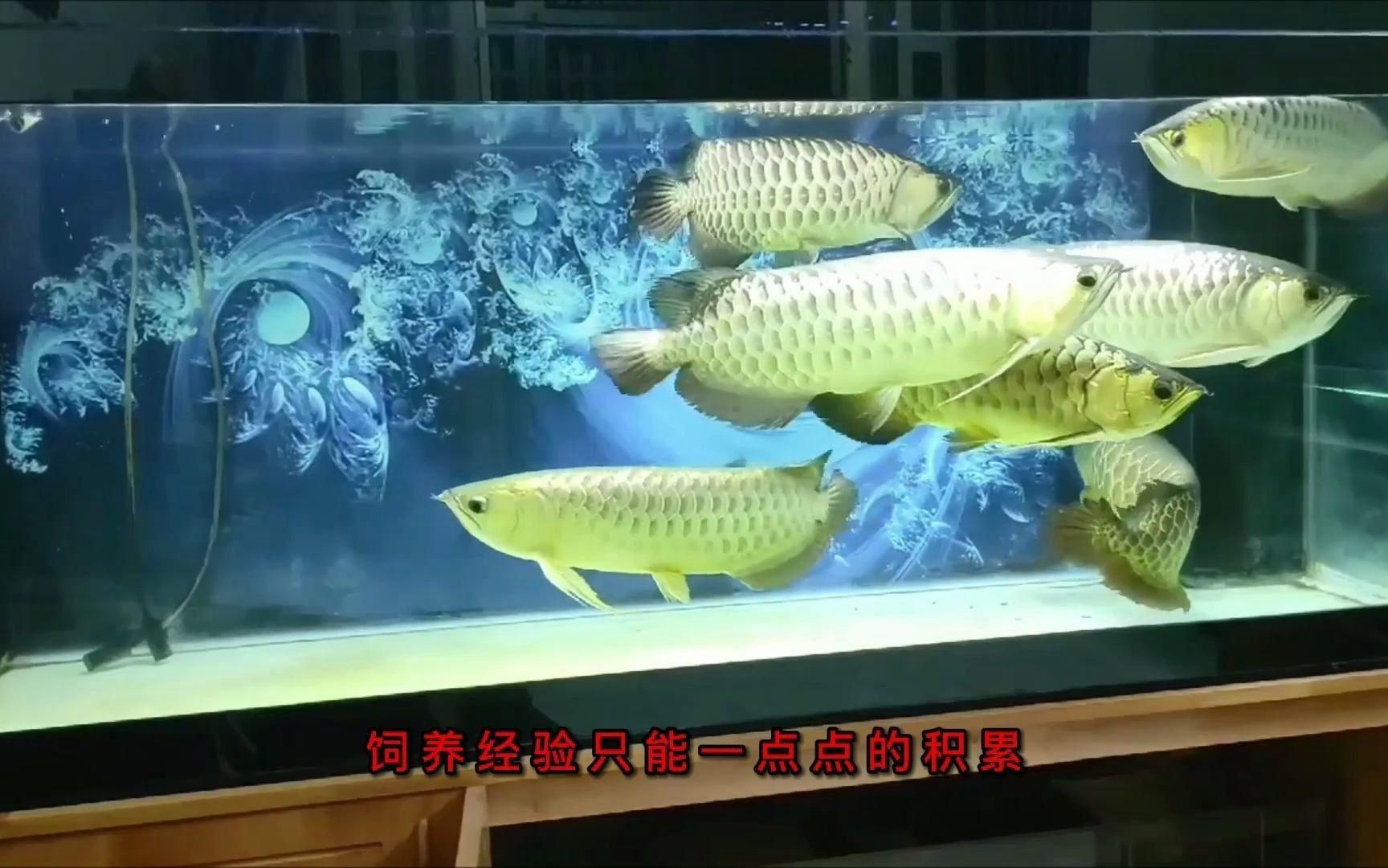 龍魚一般能活多少年