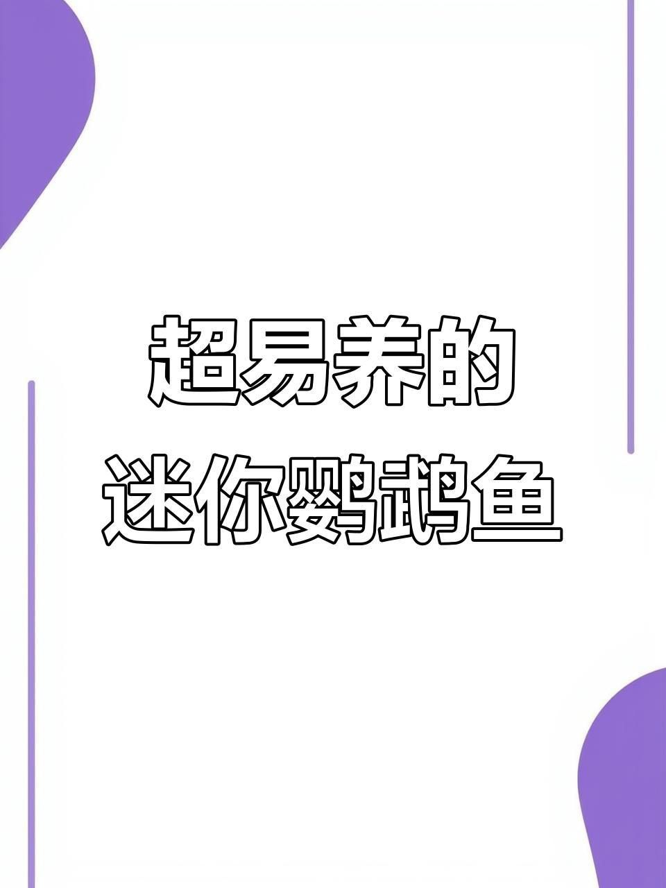迷你鸚鵡魚好養嗎