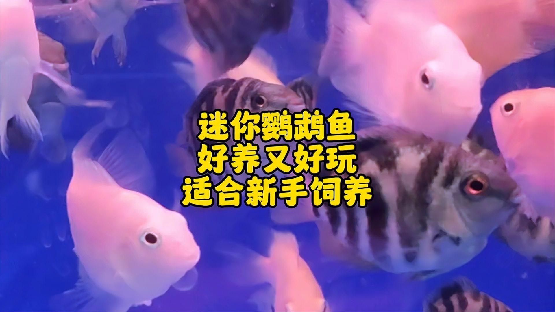迷你鸚鵡魚好養嗎