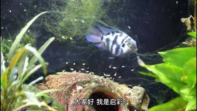 迷你鸚鵡魚好養嗎