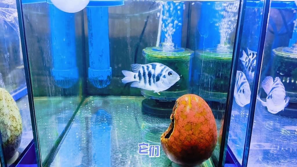 迷你鸚鵡魚好養嗎