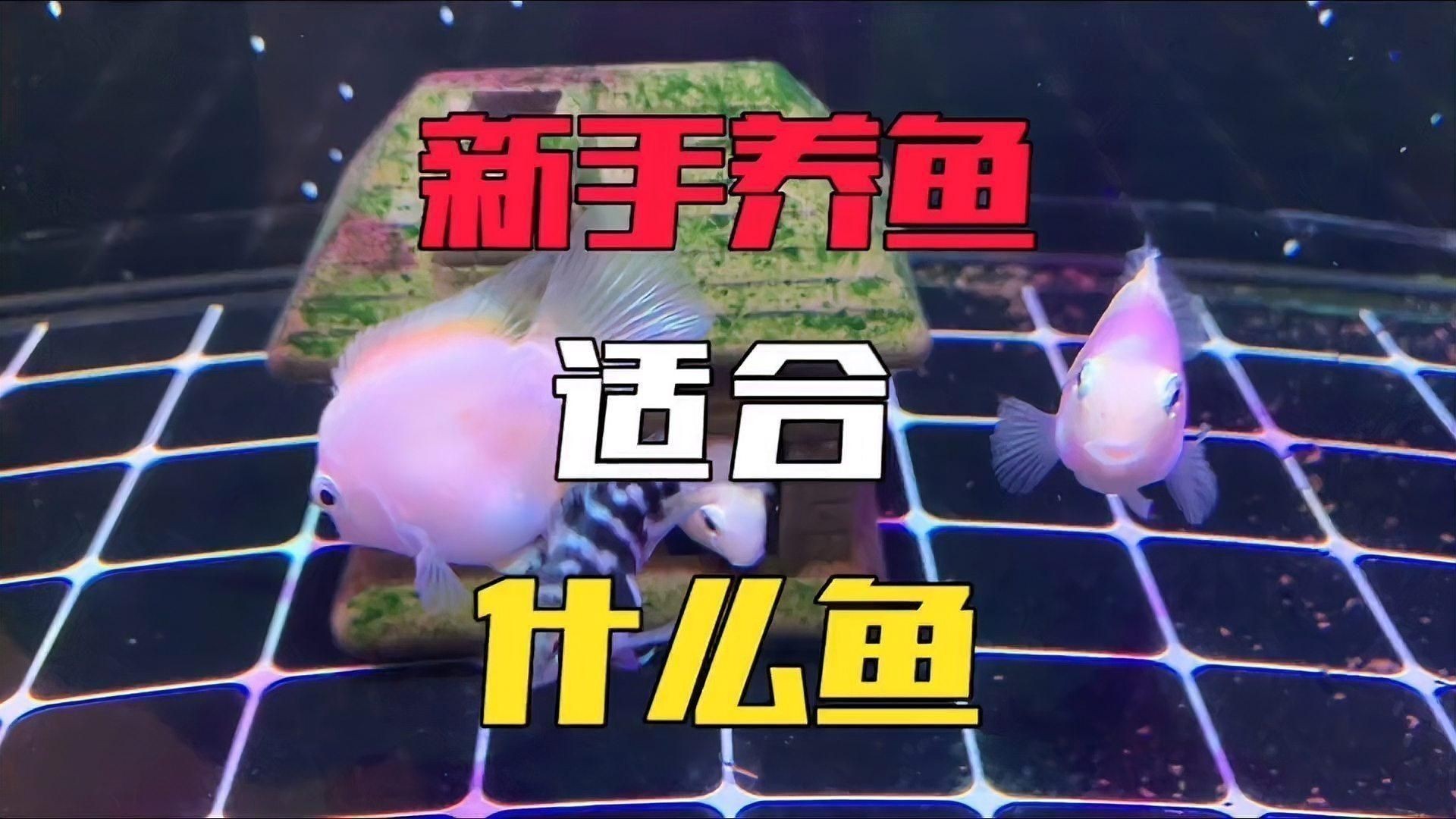 迷你鸚鵡魚好養嗎