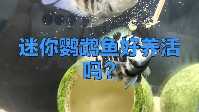 迷你鸚鵡魚好養嗎