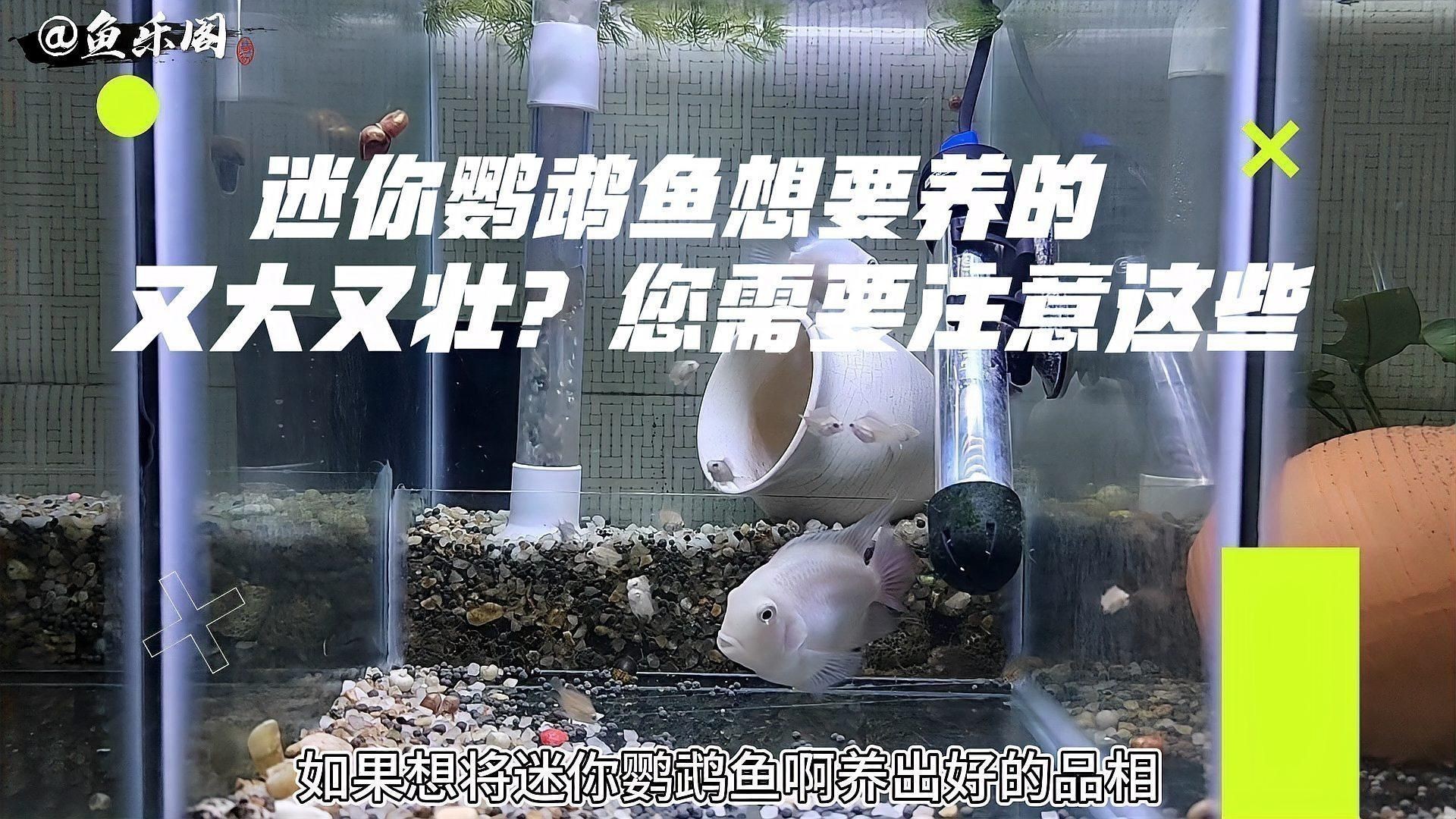 迷你鸚鵡魚好養嗎