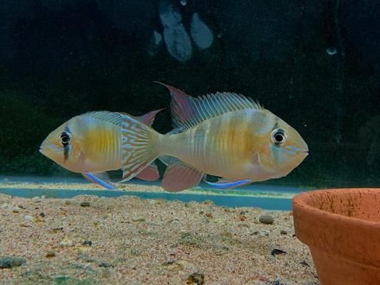 高檔龍魚(yú)缸鋪底怎么鋪好看呢（如何打造一個(gè)既美觀又健康的高檔龍魚(yú)缸）