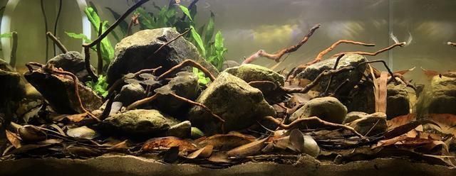 高檔龍魚(yú)缸鋪底怎么鋪好看呢（如何打造一個(gè)既美觀又健康的高檔龍魚(yú)缸）