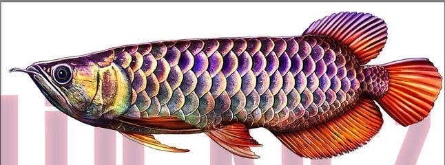 龍魚有時候往缸底游動：龍魚為什么往缸底游動