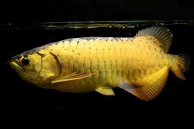 龍魚對光線要求（關于龍魚對光線的要求）
